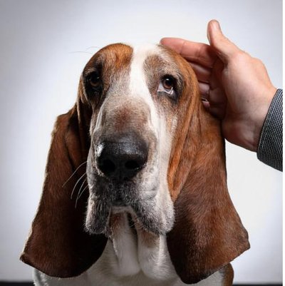 Basset Hound - photo 17