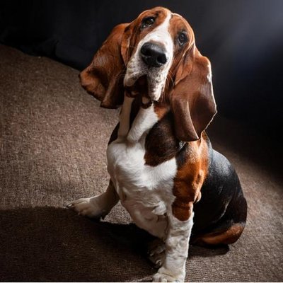 Basset Hound - photo 18