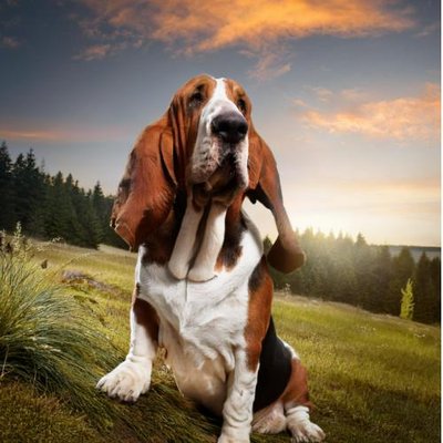 Basset Hound - photo 19