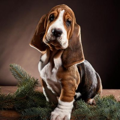 Basset Hound - photo 20