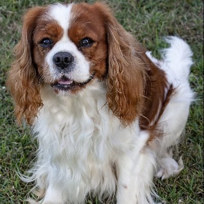 Cavalier King Charles - photo 2