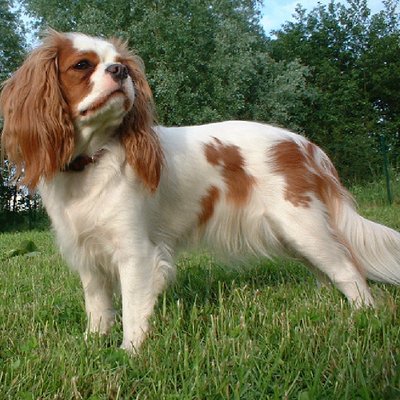 Cavalier King Charles - photo 3