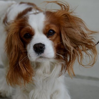 Cavalier King Charles - photo 1