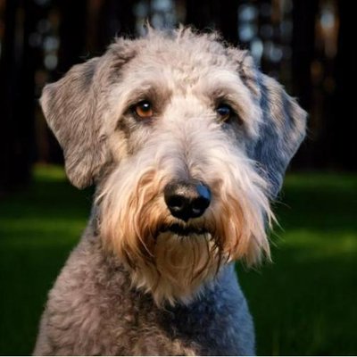 Bedlington Terrier - photo 1