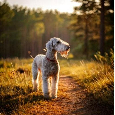 Bedlington Terrier - photo 2