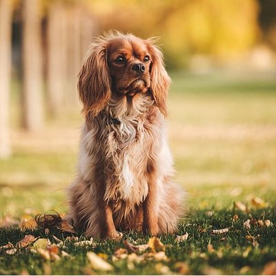 Cavalier King Charles - photo 4