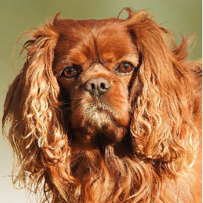 Cavalier King Charles - photo 5