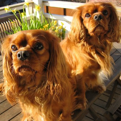 Cavalier King Charles - photo 6