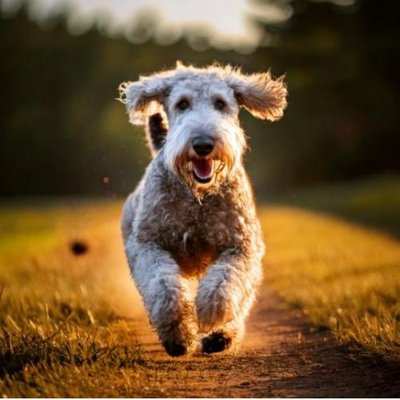 Bedlington Terrier - photo 3