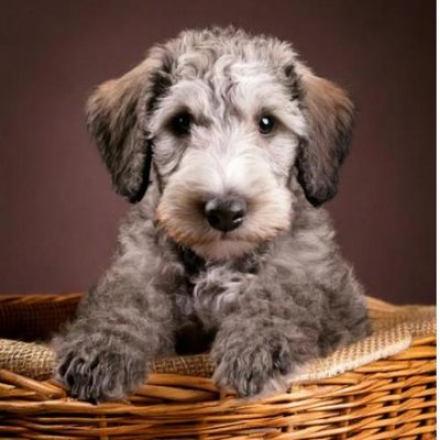 Bedlington Terrier - photo 9