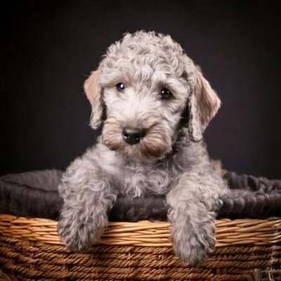 Bedlington Terrier - photo 8