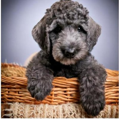 Bedlington Terrier - photo 10