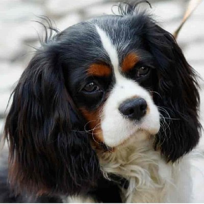 Cavalier King Charles - photo 7