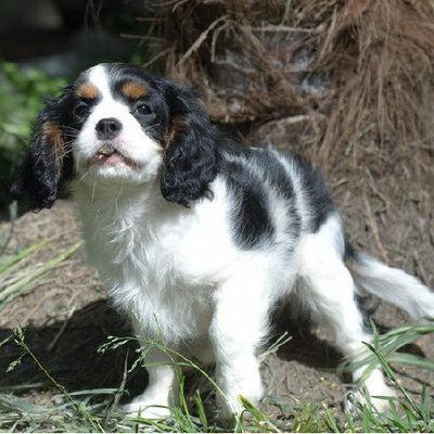 Cavalier King Charles - photo 8