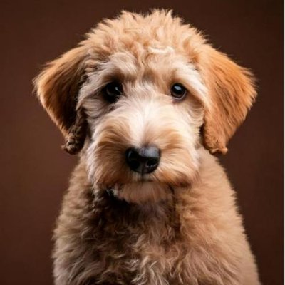 Bedlington Terrier - photo 11