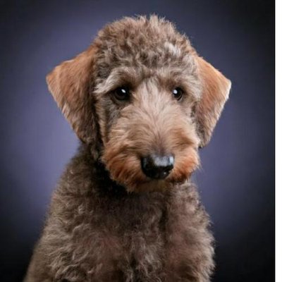 Bedlington Terrier - photo 12