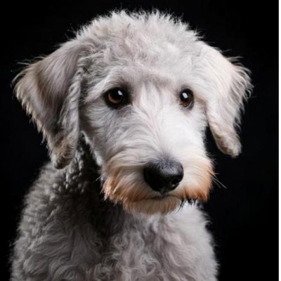 Bedlington Terrier - photo 13