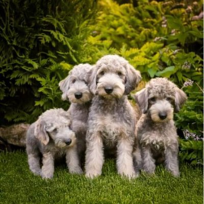 Bedlington Terrier - photo 14