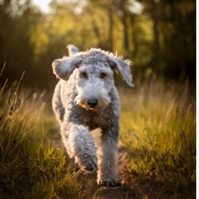 Bedlington Terrier - photo 15