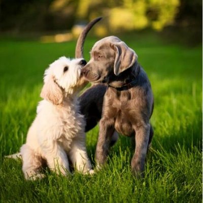Bedlington Terrier - photo 16