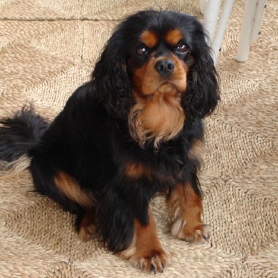 Cavalier King Charles - photo 10