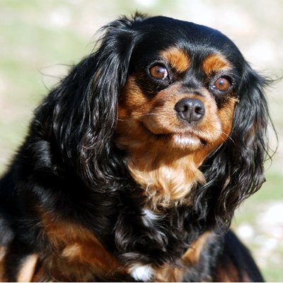 Cavalier King Charles - photo 9