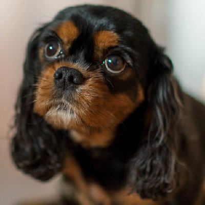Cavalier King Charles - photo 11