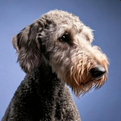 Bedlington Terrier - photo 17