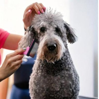 Comment démêler le Mouton à Quatre Pattes ?