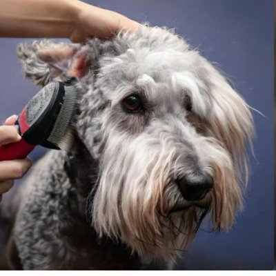 Bedlington Terrier - photo 18