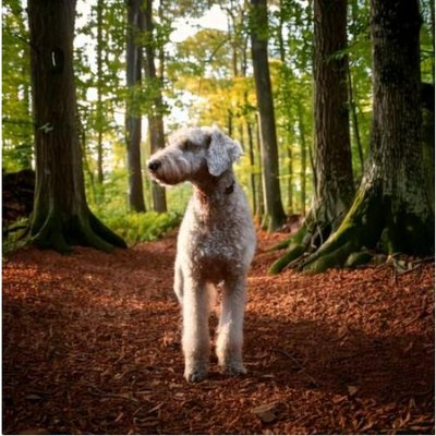 Bedlington Terrier - photo 19