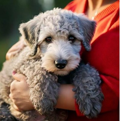 Bedlington Terrier - photo 21