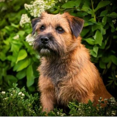 Border Terrier - photo 1