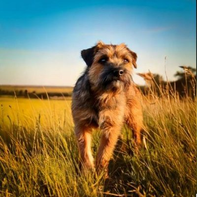 Border Terrier - photo 3