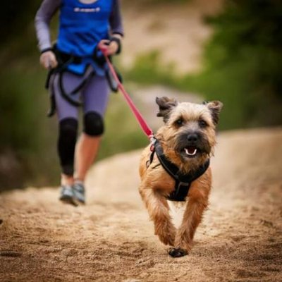 Border Terrier - photo 4