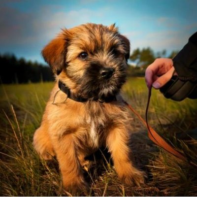 Border Terrier - photo 5
