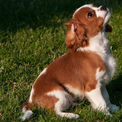 Cavalier King Charles - photo 12