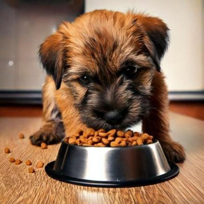Border Terrier - photo 7
