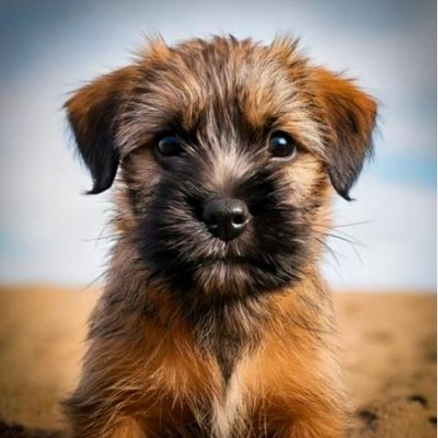 Border Terrier - photo 8