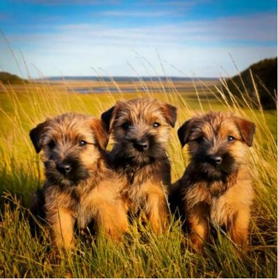 Border Terrier - photo 9