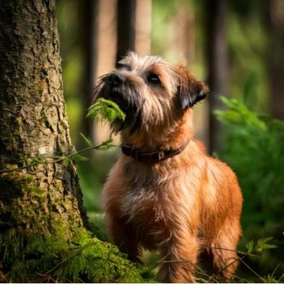 Border Terrier - photo 11
