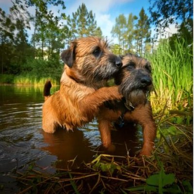 Border Terrier - photo 12
