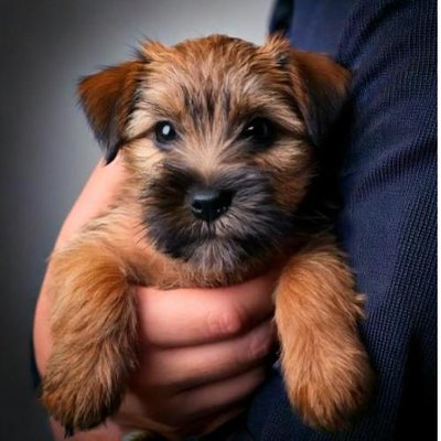 Border Terrier - photo 17