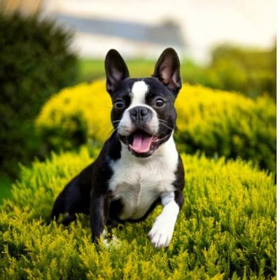 Boston Terrier - photo 3