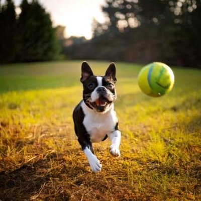 Boston Terrier - photo 4