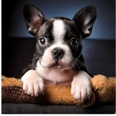 Boston Terrier - photo 5