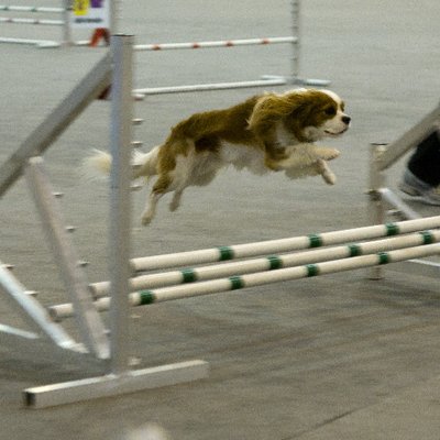 Cavalier King Charles - photo 6