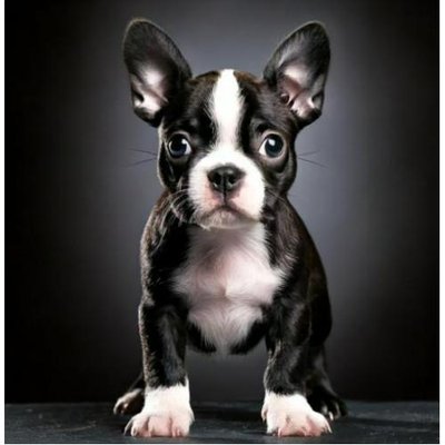 Boston Terrier - photo 7