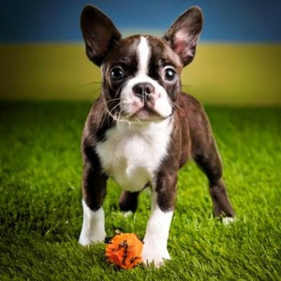 Boston Terrier - photo 8