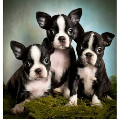 Boston Terrier - photo 9